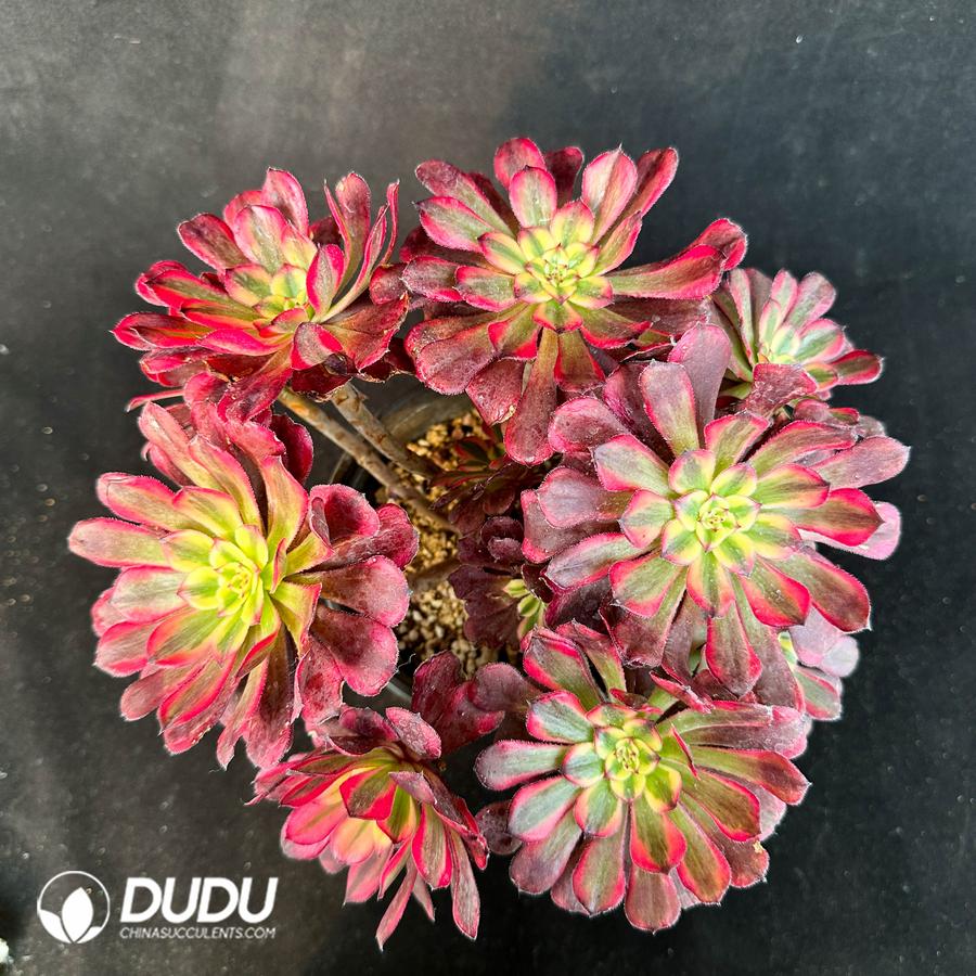 Aeonium Dancing Tianji Variegated Cluster China Wholesale Succulent aeonium-dancing-tianji-variegated-cluster-china-wholesale-succulent