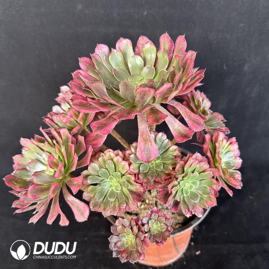 Aeonium Zhurong Clustering China Wholesale Succulent Plants Factory aeonium-zhurong-clustering-china-wholesale-succulent-plants-factory