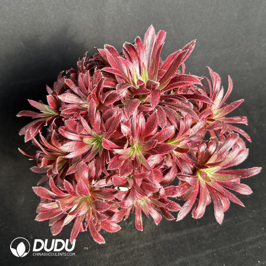 Aeonium Phoenix Flame Variegated Cluster China Wholesale Succulent aeonium-phoenix-flame-variegated-cluster-china-wholesale-succulent