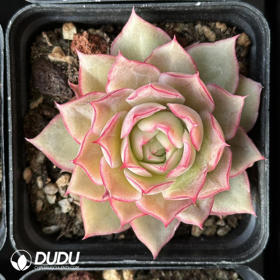 Arakawa China Wholesale Succulent Plants Factory Amazing