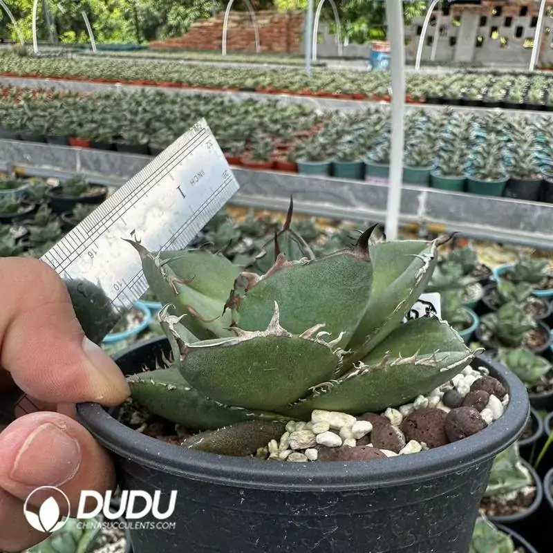 世界有名な Agave Titanota Live Rare Wholesale Dudu – Juggernaut アガベ