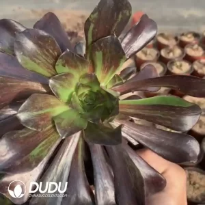 Shop – Page 70 – Dudu Wholesale Rare Live Succulents Plants Shop – Page 70 – Dudu Wholesale Rare Live Succulents Plants