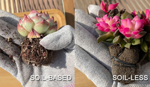 1745899744-soilless04 1745899744-soilless04