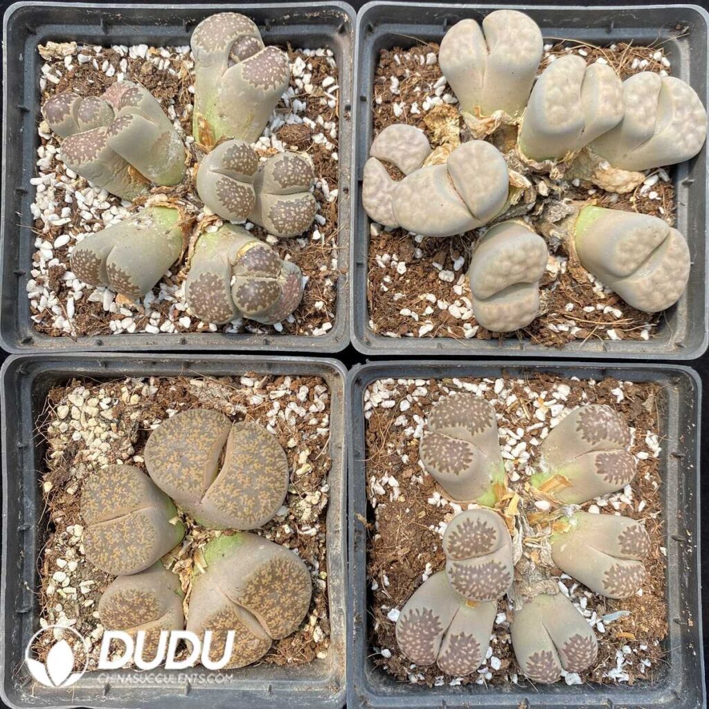 Collocation – Dudu Wholesale Rare Live Succulents Plants Grower
