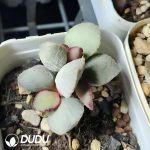 Adromischus Rainbow Wings