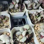 Adromischus Rainbow Wings - Image 2