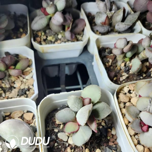 Adromischus Rainbow Wings - Image 2