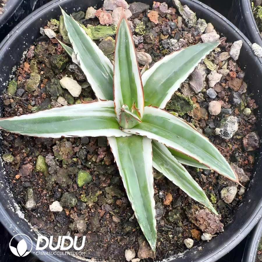 00806D80 Agave White Rhino Variegated - Image 1