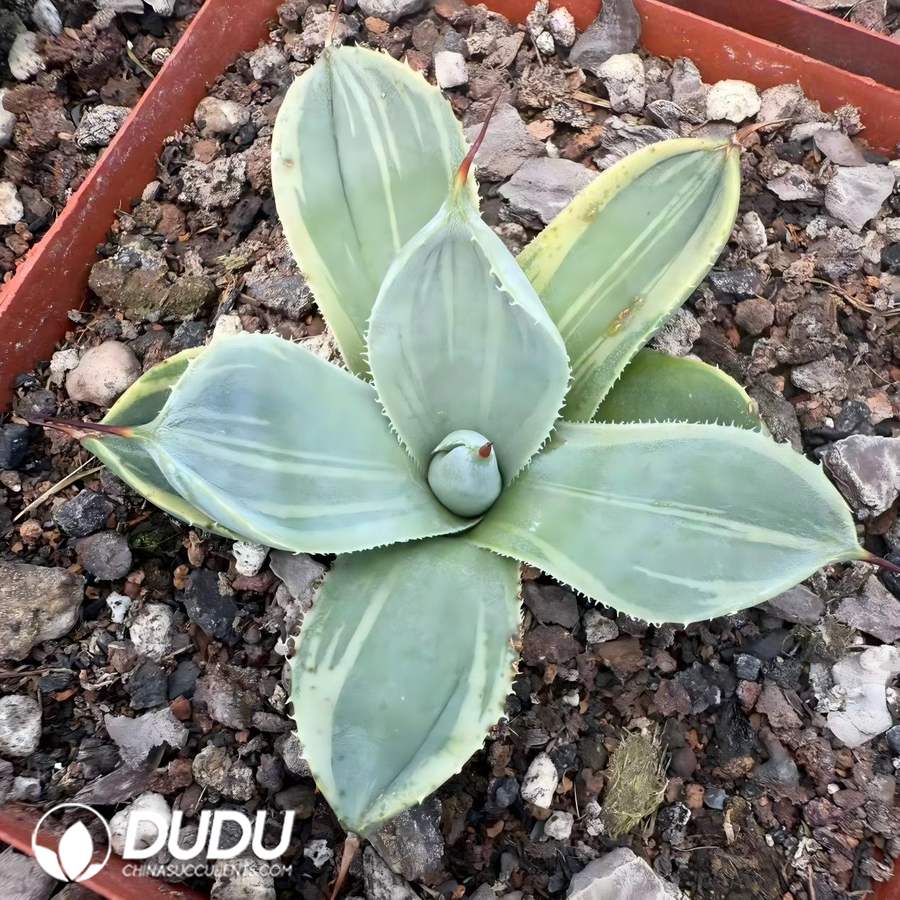 00822D60 Agave Parryi - Image 1
