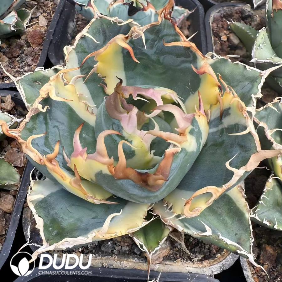 00826D80 (Marginata Variegated)Agave Titanota White Whale White Variegated - Image 1