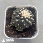(Rooted Cutting)Copiapoa tenuissima Clustering