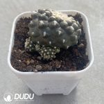 (Rooted Cutting)Copiapoa tenuissima Clustering - Image 2