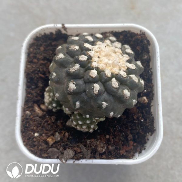 01156D60 (Rooted Cutting)Copiapoa tenuissima Clustering - Image 1