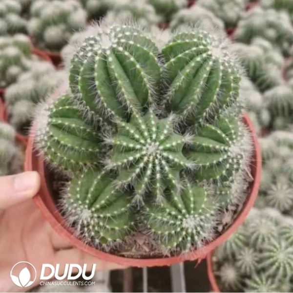 (Grafted)Notocactus magnificus Clustering - Image 1