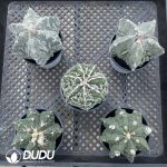 Astrophytum myriostigma 'Fukuryu'