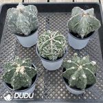 Astrophytum myriostigma 'Fukuryu' - Image 2