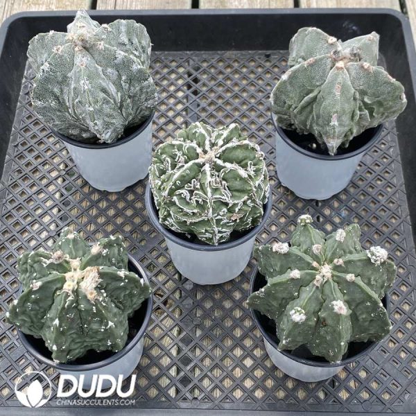 Astrophytum myriostigma 'Fukuryu' - Image 2