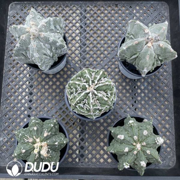 Astrophytum myriostigma 'Fukuryu' - Image 1