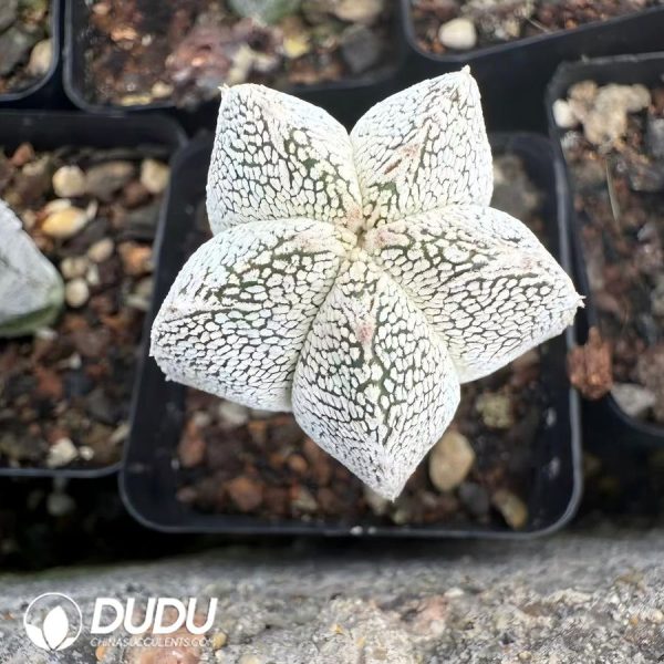 01518D25(1) (Seed Grown)Astrophytum myriostigma 'Onzuka' - Image 1