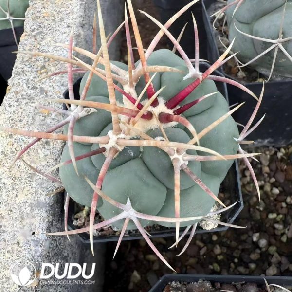 (Seed Grown)Thelocactus hexaedrophorus Takagi Premium - Image 1
