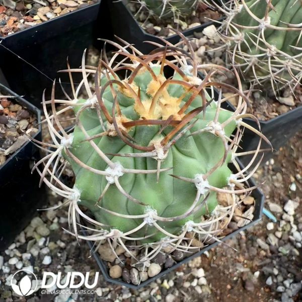 01536D65 (Seed Grown)Eriosyce ihotzkyanae - Image 1