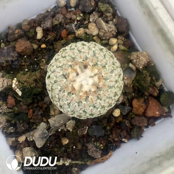 (Seed Grown)Tubinicarpus.pseudopectinatus - Image 1