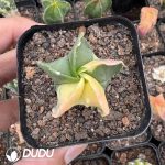 (Seed Grown)Astrophytum myriostigma 'Variegata'