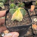 (Seed Grown)Astrophytum myriostigma 'Variegata' - Image 2