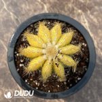 (Grafted)Cactus Yellow Ball