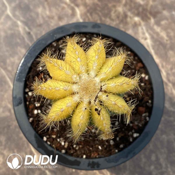 (Grafted)Cactus Yellow Ball - Image 1