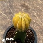 (Grafted)Cactus Yellow Ball - Image 2