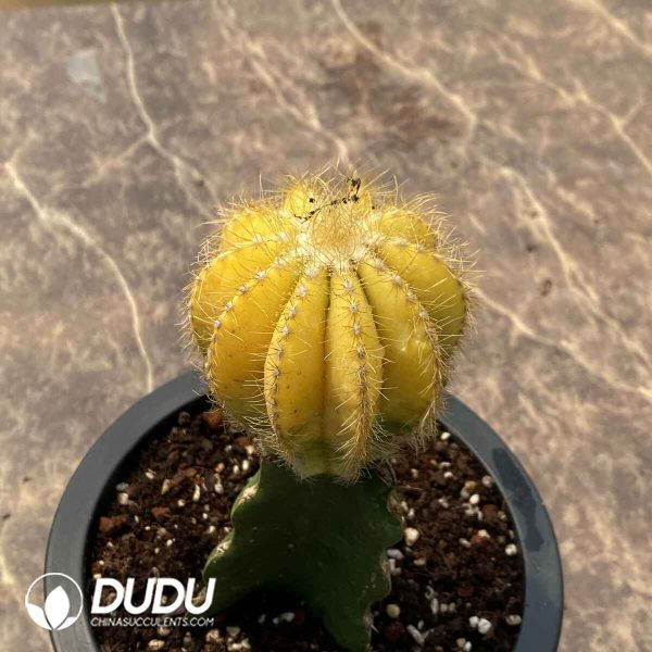 (Grafted)Cactus Yellow Ball - Image 2