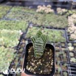 Crassula Buddha's Temple