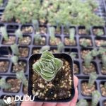 Crassula Buddha's Temple - Image 2