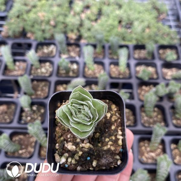 Crassula Buddha's Temple - Image 2