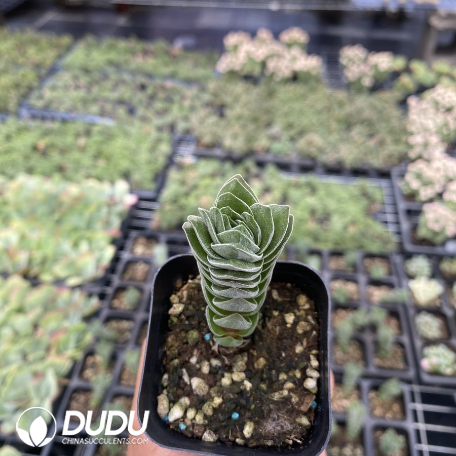 01932D55 Crassula Buddha's Temple - Image 1