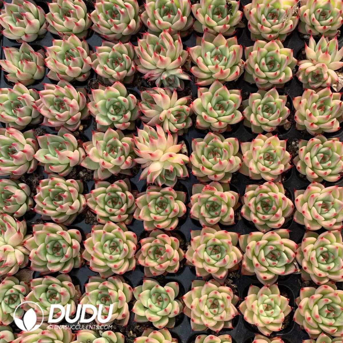 02667D30 (1) 105Pcs Echeveria Tuscany Seedlings - Image 1