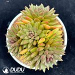 Echeveria Fog Bubble Clustering