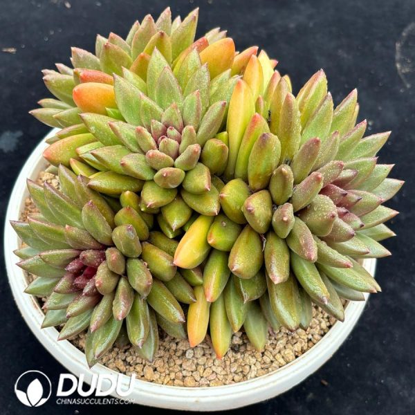 Echeveria Fog Bubble Clustering - Image 2