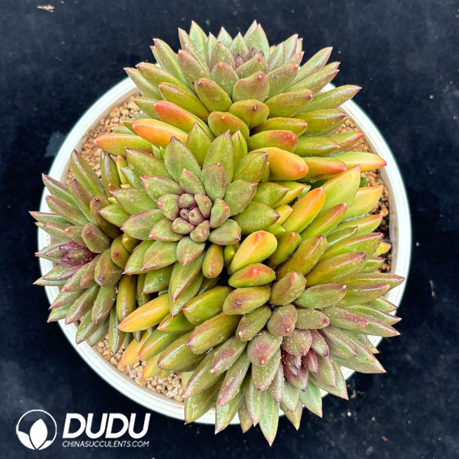 04220D250 Echeveria Fog Bubble Clustering - Image 1