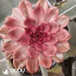 (Grafted)Echeveria Forbidden City variegated