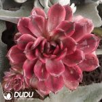 (Grafted)Echeveria Forbidden City variegated - Image 2