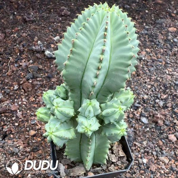 05309D70 (Seed Grown)Euphorbia Horrida No Thorns - Image 1