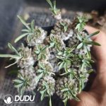 Euphorbia Gabisan CLustering