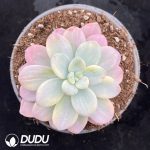 Graptopetalum Miul Variegated
