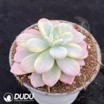 Graptopetalum Miul Variegated - Image 2