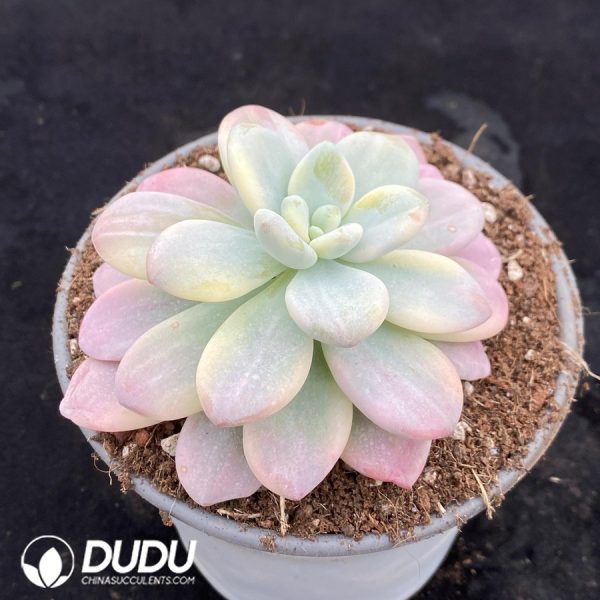 Graptopetalum Miul Variegated - Image 2