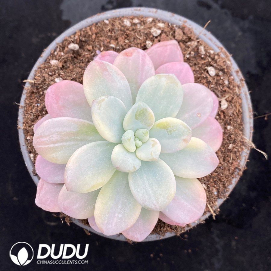 05447D120 Graptopetalum Miul Variegated - Image 1