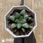 Haworthia Aike
