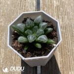 Haworthia Aike - Image 2
